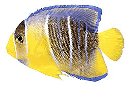 Holacanthus ciliaris (Kraliyet Meleği)