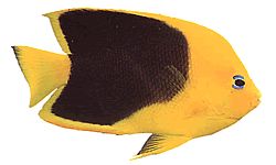 Holacanthus tricolor Üç renkli Holacanthe