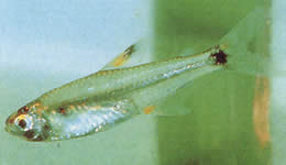 Holoshestes pequira (Turuncu leke tetra)