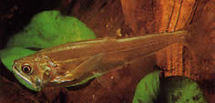 Hydrolycus scomberoides (Tetra-Loup, Chargin-Tigre)