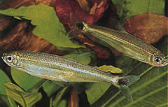 Iguanodectes spilurus (Tetra yağı)
