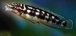 Julidochromis transcriptus (Transcriptus)