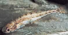 Klausewitzia ritae (Rita Cüce Tetrachet)