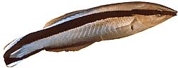Labroides dimidiatus Ortak temizleyici