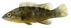 Labrus bergylta Eski moda