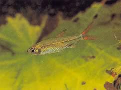 Ladigesia roloffi (Sierra-Léone cüce tetra)
