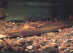 Lampetra fluviatilis (Akarsu lambası)