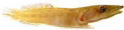 Lepadogaster candollei kamış