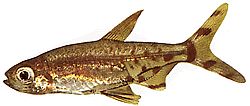 Lepidarchus adonis (Tetra Adonis, çıplak tetra)
