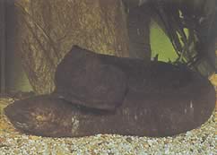 Lepidosiren paradoxa (Güney Amerika Lepidosirène)