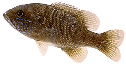 Lepomis cyanellus
