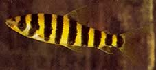 Leporinus affinis Yeşil leporinus