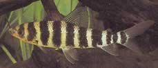 Leporinus fasciatus fasciatus Siyah bantlarla Leporinus