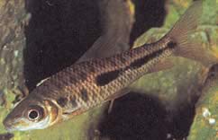 Leporinus moralesi Leporinus olgunlaşmış