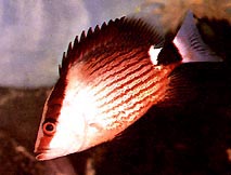 Lutjanus sanguineus Kırmızı Kan Kırpıcısı