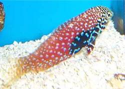 Macropharyngodon bipartitus (Vermiküle et laboratuarı)