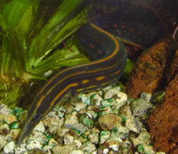 Mastacembelus erythrotaenia (Ateş Pointe Anguille)