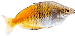 Melanotaenia boesemani