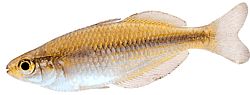 Melanotaenia herbertaxelrodi (Arc-en-ciel de Herbert Axelrod)
