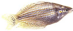 Melanotaenia splendida (Cap York Rainbow Balık)