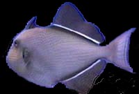 Melichthys ringens