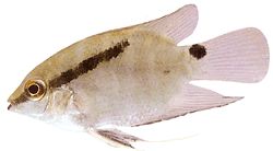 Mesonauta festiva