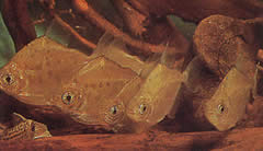 Metynnis lippincottianus (Koumanou, Dollar Balık)