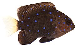 Microspathodon chrysurus (Sarı mücevher)