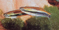 Mimagoniates lateralis (Çubuklu taraflarla tetra-glande)