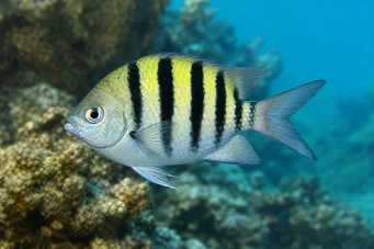 Abudefduf saxatilis Başçavuş
