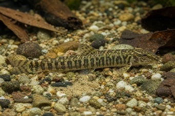 Acanthocobitis botia Düz Loche