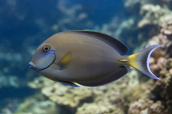 Acanthurus Fowleri Fowler cerrah balığı