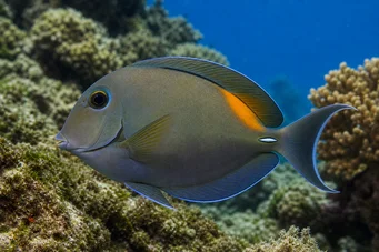 Acanthurus olivaceus
