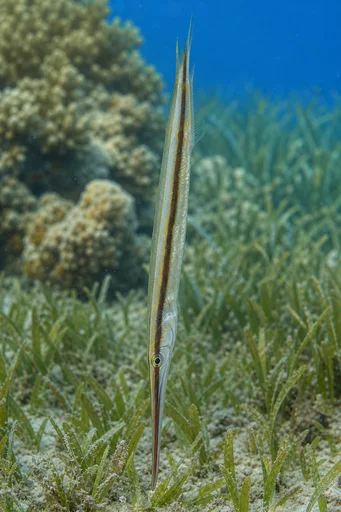 Aeoliscus strigatus Jilet balığı