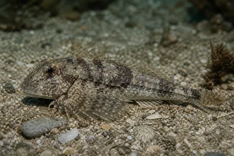 Agonus cataphractus