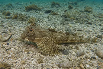 Agonus decagonus (Denizler Gelincik)