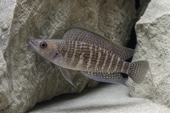 Altolamprologus compressiceps (Altolamppologus kompresis)