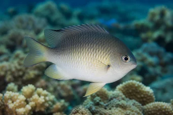 Amblyglyphidodon leucogaster Beyaz göbek ile demoiselle