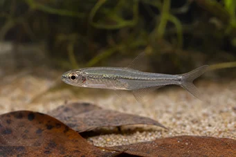 Ammocryptocharax minutus Charakin-Fleche Dakika