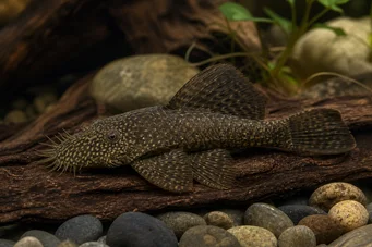 Ancistrus hyplogenys Siyah Ancistrus