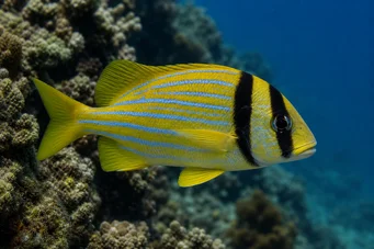 Anisotremus virginicus Domuz eti