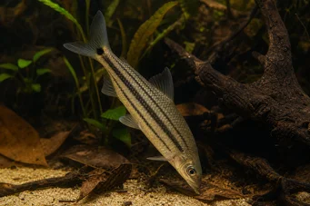 Anostomus anostomus (Çizgili anostom)