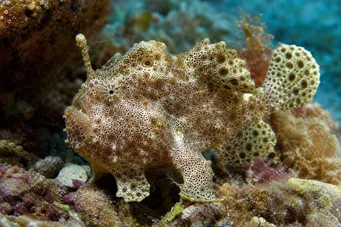 Antennarius maculatus Balık-Rapaud, Balıkçı veya Anten