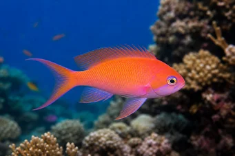 Anthias squamipinnis Kırmızı berber