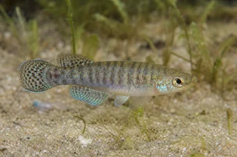 Aphanius dispar Aphanius kaybolur
