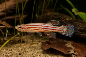 Aphyosemion striatum Çizgili Aphyo