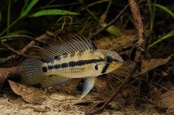 Apistogramma trifasciatum Üç çizgili cüce çiklit