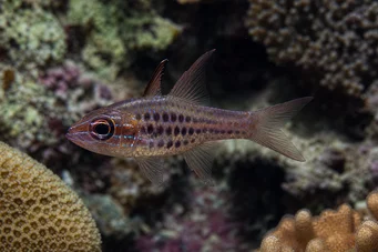 Apogon nematopterus Apogon pijamaları