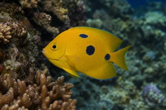 Apolemichthys trimaculatus Tritachery Balık