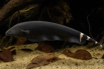 Apteronotus albifrons Amerikan Darbe Balık - Black Pha olarak da adlandırılır